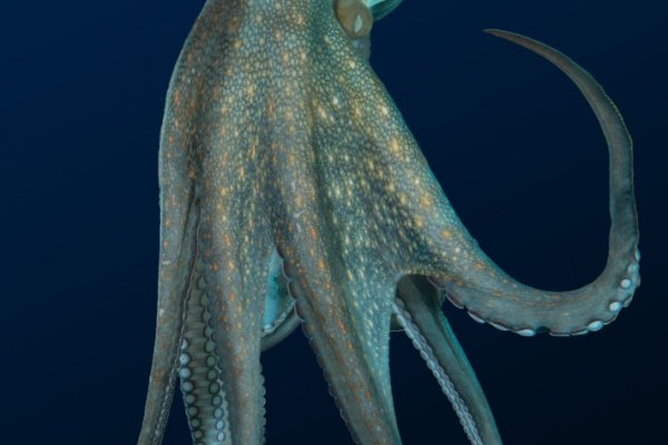 Kraken 4